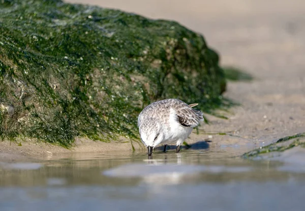 Een Zandzuiger Die Het Water Staat Met Een Met Zeewier — Stockfoto