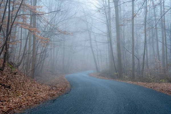 Stone Road Forest Foggy Winter Morning — Stock Photo, Image