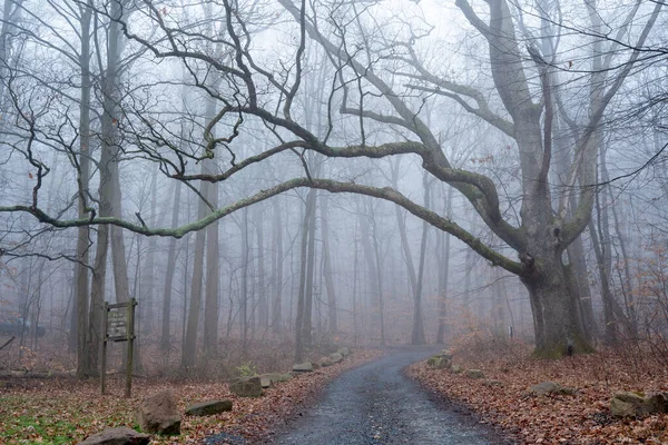 Stone Road Forest Foggy Winter Morning — Stock Photo, Image