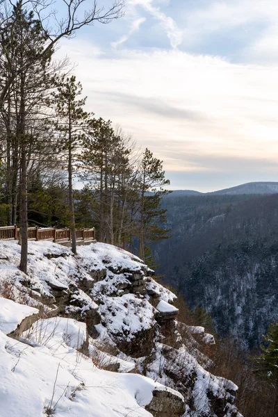 Pinos Una Ladera Cubierta Nieve Temporada Invierno —  Fotos de Stock