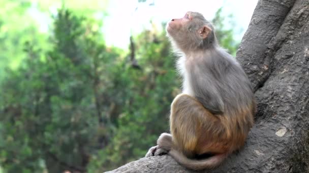 丛林里一只警觉的猕猴坐在树干上 — 图库视频影像
