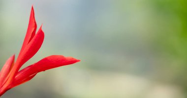 Bulanık arkaplanda kırmızı bir çiçek fotokopi alanı ile güzel bir pankart yapıyor.