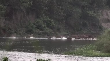 Bir benekli geyik sürüsü sabahın erken saatlerinde nehri geçiyor..