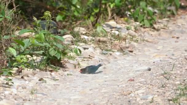 Doğulu Bir Kuş Gündüz Vakti Toprak Bir Yolda Toz Banyosu — Stok video