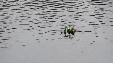 Gündüz vakti nehirde yüzen tek bir sümbül..