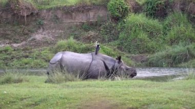 Bir boynuzlu gergedan, sırtında bir kargayla nehrin kenarında duruyor..