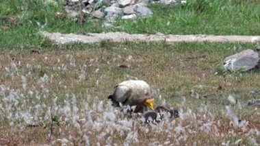 Bir Mısırlı akbaba, gün ışığında bir leşi yiyor..
