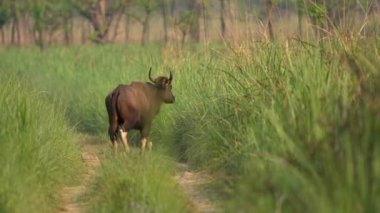 Bir Gaur ya da vahşi bir bizon yolun kenarındaki uzun otlara girmeden önce toprak bir yolda yürüyor..