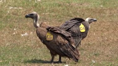 Güneşli bir günde bir tarlada duran Himalayalı bir Griffon..