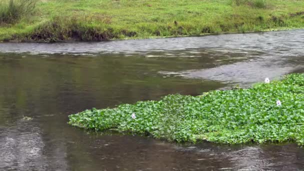 Hromada Vodních Hyacintů Řece Nepálu — Stock video