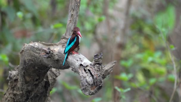 Een Witte Keelijsvogel Zittend Een Tak Jungle Een Kleine Kreek — Stockvideo