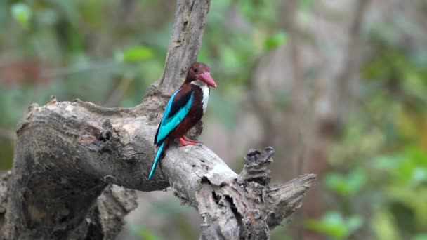 Een Witte Keelijsvogel Zittend Een Tak Jungle Een Kleine Kreek — Stockvideo