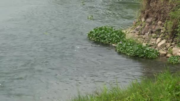 Vodní Hyacinty Plovoucí Řece Okraji Útesu — Stock video