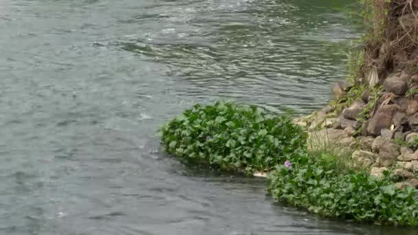 Hidacintos Água Flutuando Rio Borda Penhasco — Vídeo de Stock