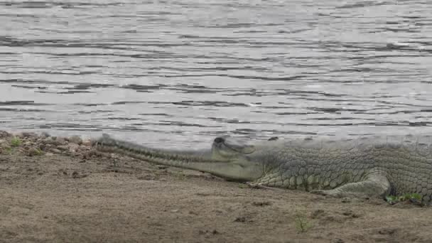 白天躺在河岸上的一种食尸鳄鱼 — 图库视频影像