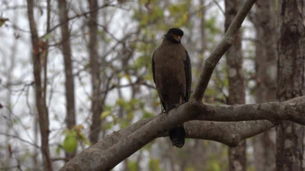 Águila Serpiente Cresta Posada Una Rama Selva — Vídeo de stock