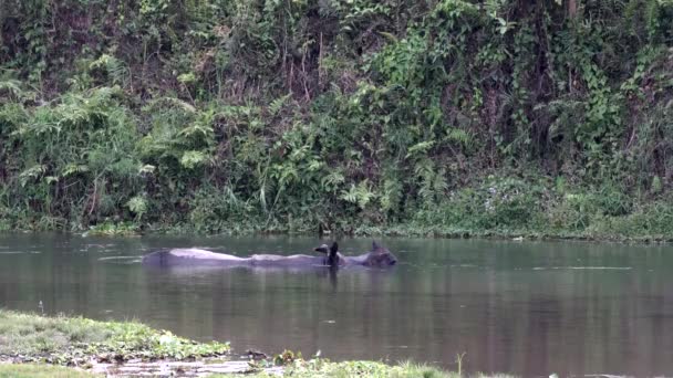 Rinoceronte Immerso Sotto Raffreddamento Acqua Nel Caldo Sole Pomeridiano — Video Stock