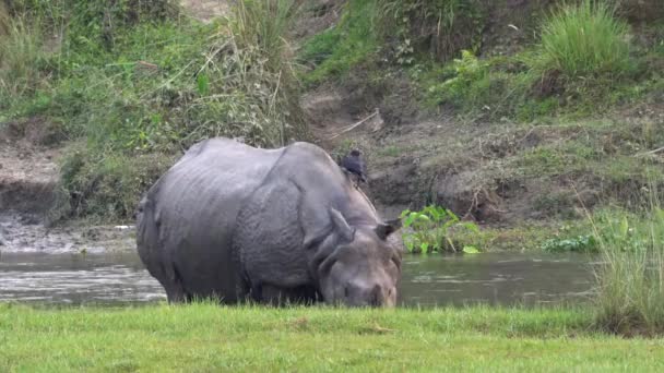 Rinoceronte Cuernos Pie Junto Río Con Cuervo Pie Espalda — Vídeo de stock