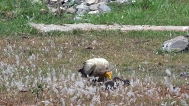 Avvoltoio Egiziano Che Mangia Una Carcassa Sotto Luminoso Sole Diurno — Video Stock