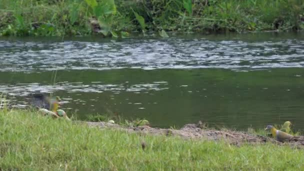 Nehir Kıyısında Beslenen Bazı Papağanlar Yeşil Güvercinler — Stok video