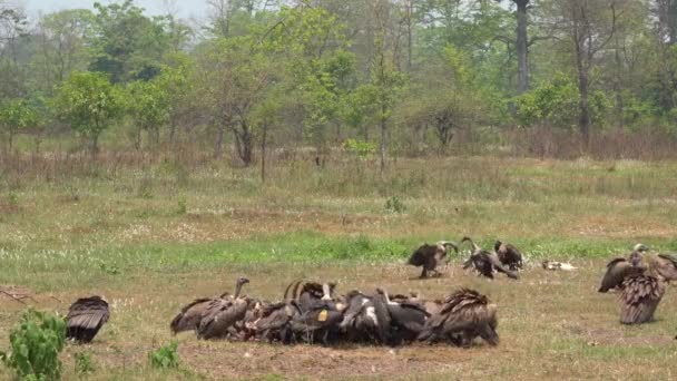 Bunch Vultures Field Eating Dead Cow Daytime — Stock Video