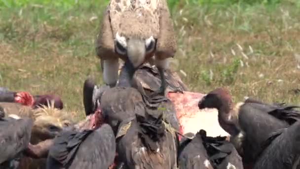 Branco Avvoltoi Che Attacca Combatte Una Carcassa Mucca Morta — Video Stock
