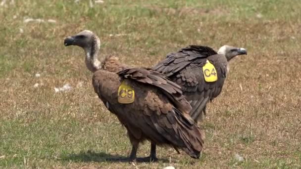 Sebuah Griffon Himalaya Berdiri Lapangan Pada Hari Yang Cerah — Stok Video