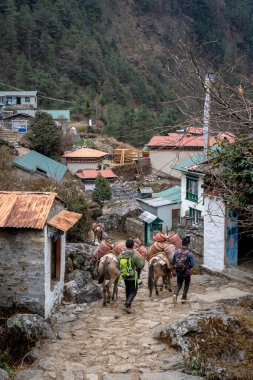 Lukla, Nepal - 4 Mart 2021: Lukla 'dan Namche Çarşısı' na giden yolda gaz silindirleri taşıyan bir katır treni.