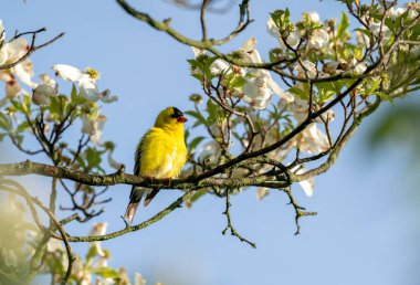 An American Goldfinch sitting in a flowering dogwood tree. clipart