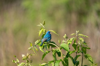 Yeşil bir çalılıkta oturan bir Indigo Bunting.