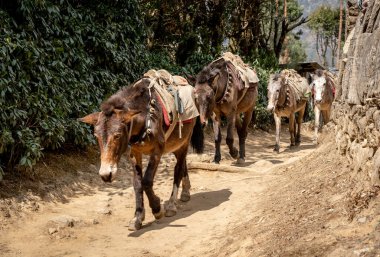 Nepal 'de Lukla' dan Namche Çarşısı 'na giden bir katır treni..