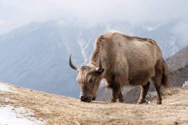 Nepal 'in Himalaya dağlarında evcil bir öküz otluyor..
