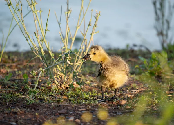 Canada Oca Gosling Raccolta Presso Piante Verdi Lungo Lago — Foto Stock