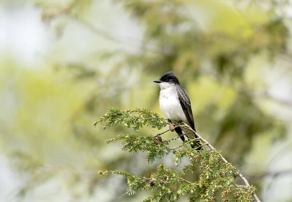 Pájaro Rey Del Este Sentado Una Rama Perenne — Foto de Stock