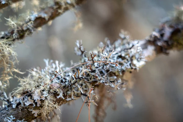 Lichens Tenant Fermement Une Branche Arbre — Photo