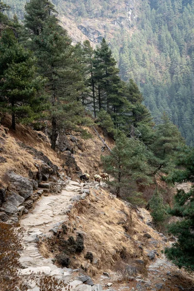 Mezek Himálajských Horách Nepálu — Stock fotografie