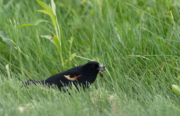 一只红翼黑鸟 在草场里吃虫子 — 图库照片
