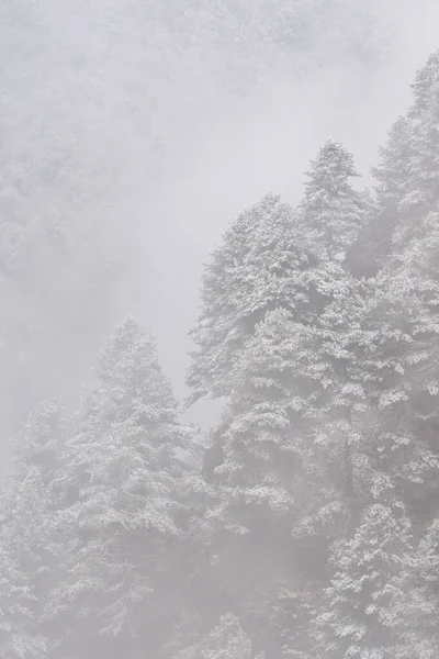 A snow covered tree covered hillside in the Himalaya Mountain.