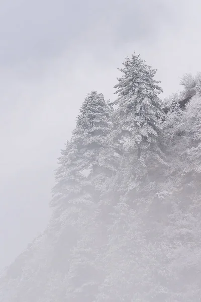 Zasněžený Strom Úbočí Hory Himalája — Stock fotografie