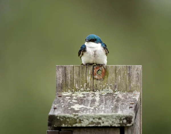 Kuş Yuvasında Oturan Bir Ağaç Kırlangıcı — Stok fotoğraf