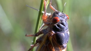 A close-up head shot of a seventeen year cicada on a blade of grass.