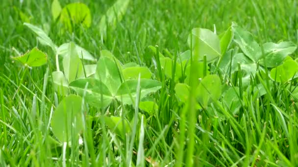 Mix Clover Blowing Breeze Lawn — Stockvideo