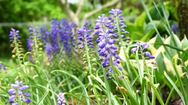 Some Beautiful Grape Hyacinths Blowing Breeze — Stockvideo