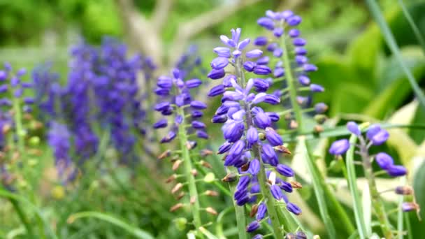 Some Beautiful Grape Hyacinths Blowing Breeze — Stockvideo