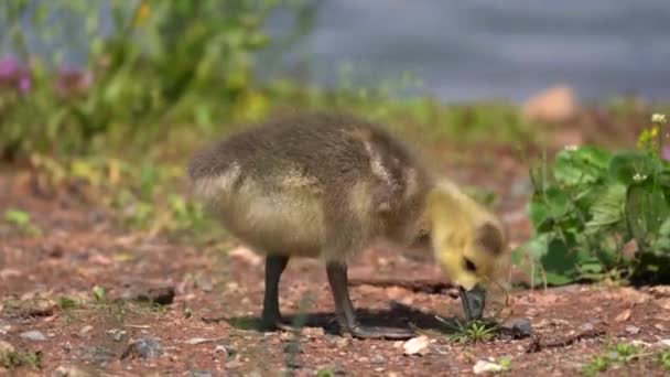 Canada Goose Gosling Eating Bank Pond — Vídeo de stock