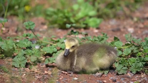 Canada Goose Gosling Resting Sun — Stock Video