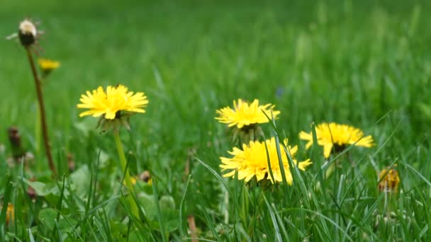 Yellow Dandelion Flowers Lawn — Vídeos de Stock