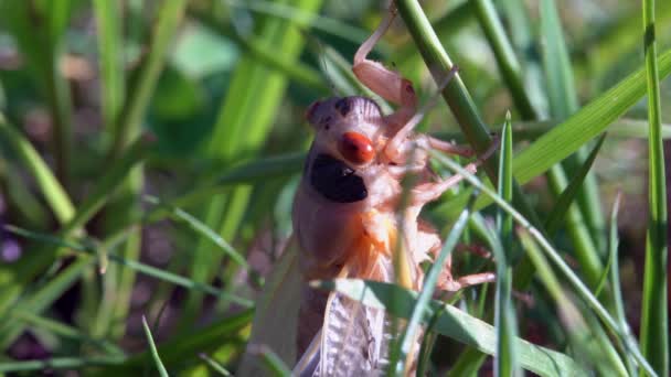 Close Head Shot Seventeen Year Cicada Blade Grass — 图库视频影像