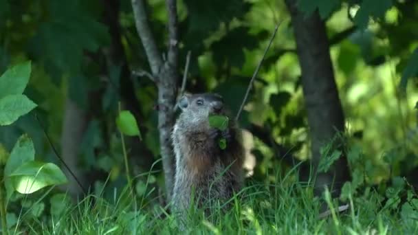 Groundhog Eating Leaves Shade Tree Grass — Video Stock