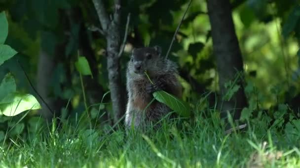 Groundhog Eating Leaves Shade Tree Grass — Video Stock